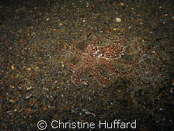Undescribed octopus hiding in plain sight by Christine Huffard 